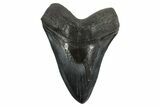 Huge Fossil Megalodon Tooth - South Carolina #340159-1